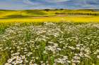 USA, Washington State, Palouse. Canola field and white daisies along side of road Art Print